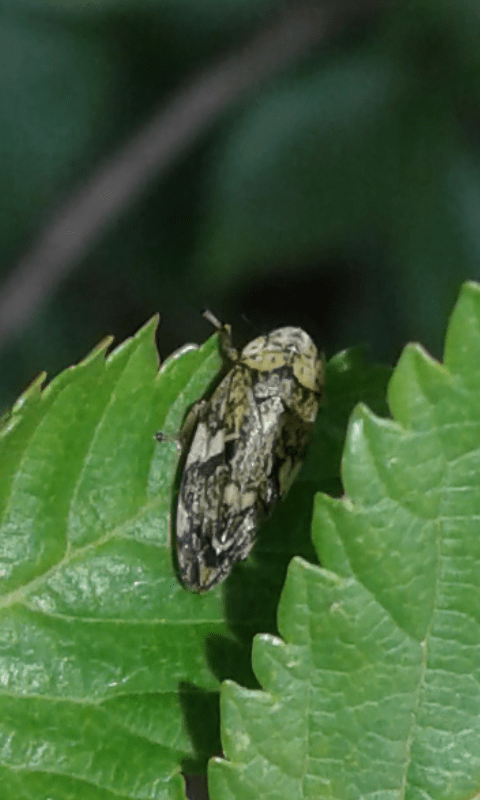 Philaenus spumarius (Aphrophoridae)?